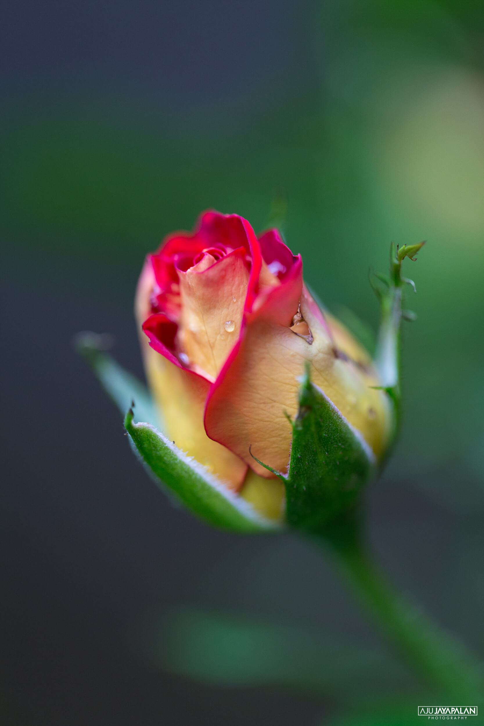 Photograph taken by Aju Jayapalan